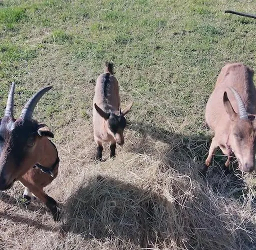 As Seen On A New Life In The Sun - Beautiful 3 Bedroom With Shared Pool * Montboyer